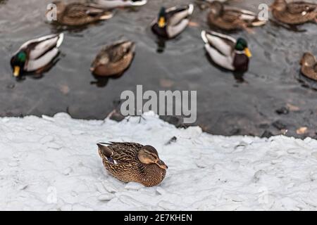 A duck sits on the snow on the shore. There are ducks swimming in the river nearby. Stock Photo