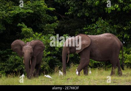 African forest elephants (Loxodonta cyclotis) with Cattle Egrets (Bubulcus ibis), Loango National Park, Gabon. Stock Photo