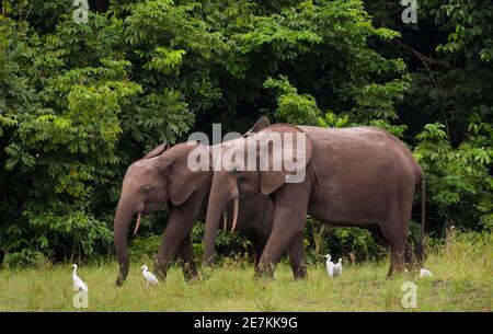 African forest elephants (Loxodonta cyclotis) with Cattle Egrets (Bubulcus ibis), Loango National Park, Gabon. Stock Photo