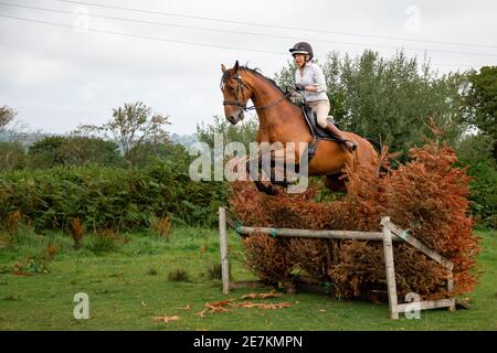 woman on horse going over a jump on a drag hunt with border beagle hound club jumping a hunt rail near gregynog hall on a sunny day bay coloured horse Stock Photo