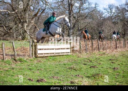 woman on horse going over jump on a drag hunt with border beagle hound club jumping a hunt rail near gregynog hall on a sunny day gray coloured horse Stock Photo