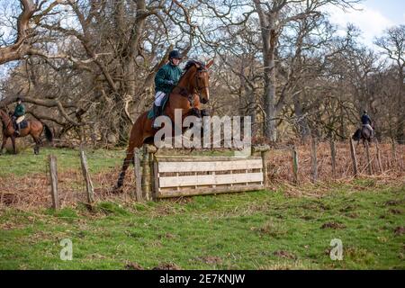 woman on horse going over a jump on a drag hunt with border beagle hound club jumping a hunt rail near gregynog hall on a sunny day bay coloured horse Stock Photo