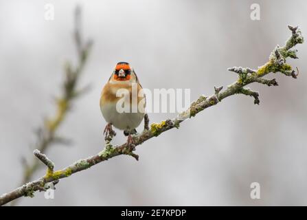 Goldfinch (Carduelis carduelis) on frosty Apple tree, West Sussex, UK Stock Photo