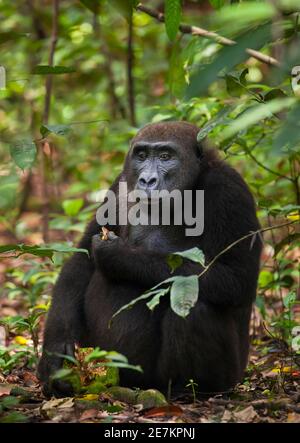 Western lowland Gorilla (Gorilla gorilla gorilla) female feeding on fruit, Loango National Park, Gabon, central Africa. Critically endangered. Stock Photo