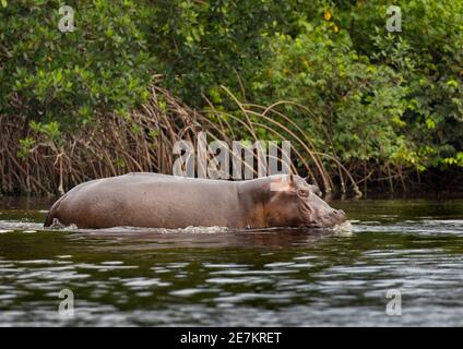 Hippopotamus (Hippopotamus amphibius) emerging from mangroves, Loango National Park, Gabon, central Africa