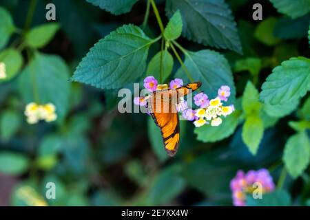 Baronet butterfly (Latin name: Euthalia nais) on a flower close up view Stock Photo