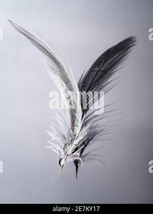 White feather, reflected black with raindrops. Title: On wings like gossamer. Art. Stock Photo