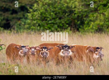 Red River Hog (Potamochoerus porcus) group in long grass, Loango National Park, Gabon, central Africa. Stock Photo