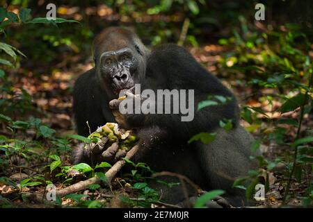 Western lowland Gorilla (Gorilla gorilla gorilla) silverback named Kamaya eating fruit, part of the Atanga group, Loango National Park, Gabon, central Stock Photo