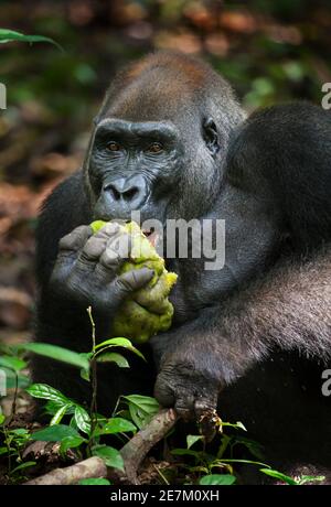 Western lowland Gorilla (Gorilla gorilla gorilla) silverback named Kamaya eating fruit, part of the Atanga group, Loango National Park, Gabon, central Stock Photo