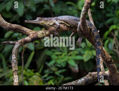 Central African slendersnouted Crocodile (Mecistops leptorhynchus