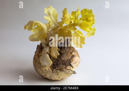 Old head of cabbage from it grows a new sprout top view. Sprouted cabbage on a beige background. Young leaves of white cabbage. Germ sprouted from a c Stock Photo