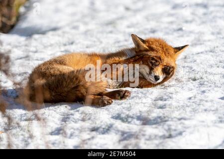 A cute young fox draws its paws over its eyes while sleeping in the snow Stock Photo