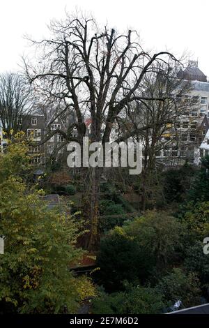 A view of the 150 to 170-year-old chestnut tree from the house where Anne Frank lived in Amsterdam, November 16, 2007. Activists opposed to the felling of the chestnut tree Anne Frank could see as she hid from the Nazis on Thursday won the right to a court hearing that may save it from the chop. The tree, behind the Amsterdam warehouse annex where Anne Frank hid from the Nazis until 1944, is so diseased and damaged that there is a risk it could topple over.  REUTERS/Jerry Lampen (NETHERLANDS)