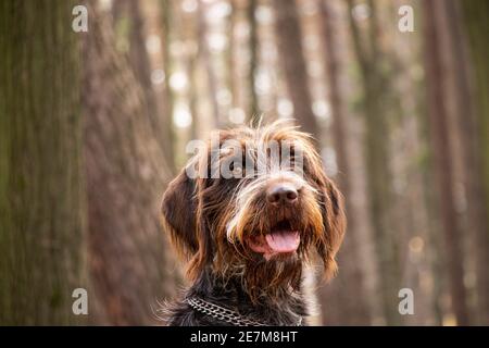 czech wirehaired pointer