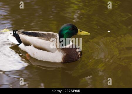 Male of Mallard Duck. His Latin name is Anas platyrhynchos Stock Photo ...