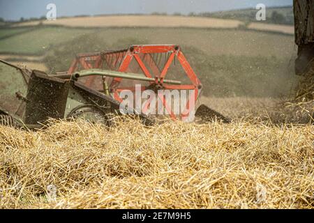 vintage claas matador combine harvester at work combining in the uk countryside Stock Photo