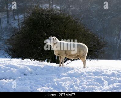 Solitary sheep in a winter landscape Stock Photo