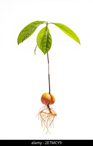 Avocado plant with roots isolated on white background. Complete avocado tree. Stock Photo