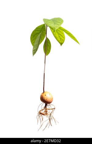 Avocado plant with roots isolated on white background. Complete avocado tree. Stock Photo