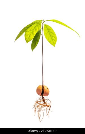 Avocado plant with roots isolated on white background. Complete avocado tree. Stock Photo