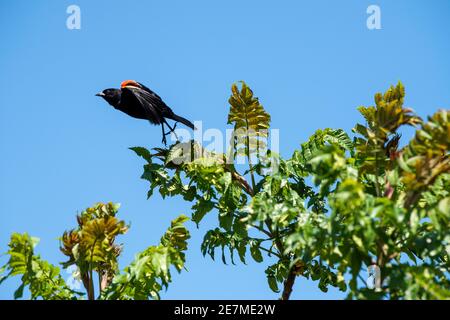 A red-winged blackbird (Agelaius phoeniceus) takes flight from atop a small tree. The male is all black with a red shoulder and yellow wing bar, while Stock Photo