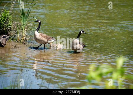 A family of Canada goose (Branta canadensis) comes ashore to the bank of a river. There are three goslings. The Canada goose is also colloquially refe Stock Photo