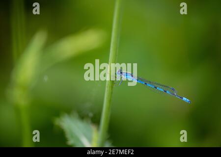 A male common blue damselfly (Enallagma cyathigerum)  also, known as a common bluet, or northern bluet, rests on a flower stalk. Damselflies are an im Stock Photo