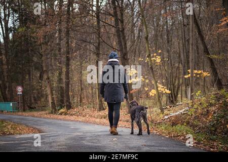 walk around your birthplace with your faithful friend. A young girl in a coat walks down the road with Bohemian Wire-haired Pointing Griffon, a Czech- Stock Photo