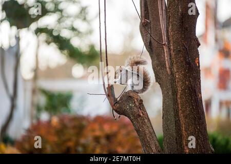 An eastern gray squirrel (Sciurus carolinensis), also known as the grey squirrel, sits in a tree nibbling on an acorn in Arlington, Virginia. Stock Photo