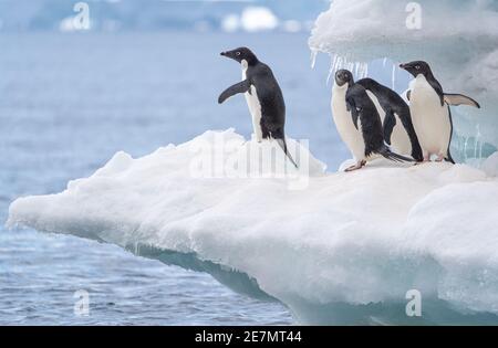 Adelie Penguins take a good look around from atop an iceberg in Antarctica Stock Photo