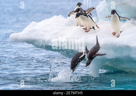 Six Adelie penguins playing on an iceberg with two mid-dive into the water Stock Photo