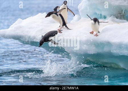Adelie penguins diving into the water from an iceberg in Antarctica Stock Photo