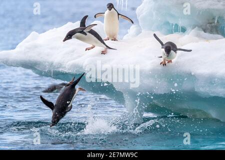 Adelie Penguins enthusiastically dive into the water from an iceberg in Antarctica Stock Photo