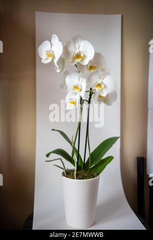 A still life photo of a white orchid. Often called the beginner orchid or ‘moth orchid’, the popular pet-friendly Phalaenopsis orchid is one of the ea Stock Photo