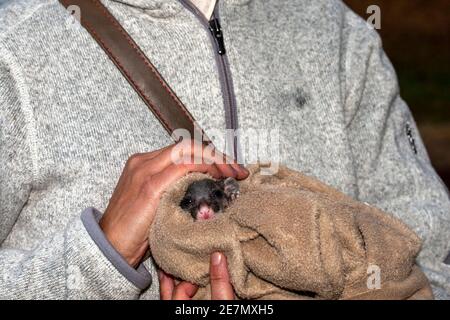ringtail baby possum in wildlife refugee australia in human hands Stock Photo