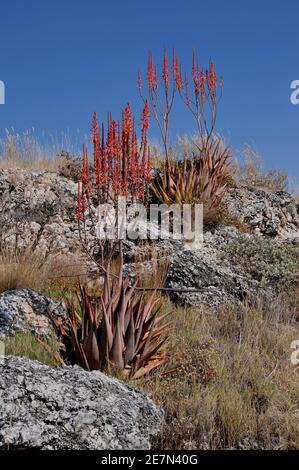 Namibia: Flora at the boarder of the Etosha salt pans Stock Photo