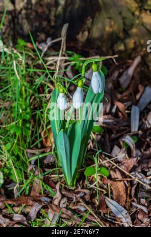 A trio of Snowdrop flowers nestling at the foot of a tree. bulbous perennial herbaceous plants Stock Photo