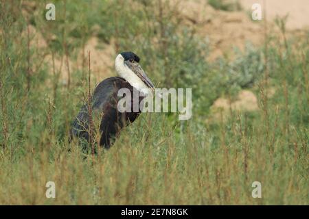 Woolly-necked Stork (Ciconia episcopus) Stock Photo