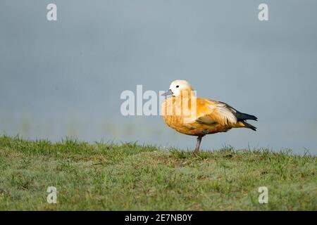 Ruddy Shelduck (Tadorna ferruginea) Stock Photo
