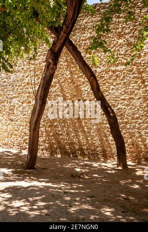 Tree in the courtyard at St George castle, Lisbon, Portugal Stock Photo