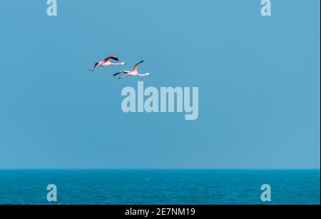 Pink flamingos in flight over the sea Stock Photo
