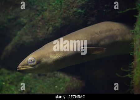 European Eel Anguilla Anguilla Freshwater Snake Like Fish Stock Photo Alamy