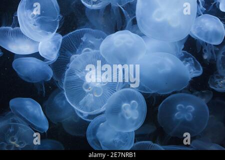 Pacific moon jellyfish (Aurelia labiata). Stock Photo