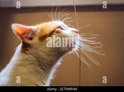A portrait of a ginger white cat with long whiskers, profile view Stock Photo