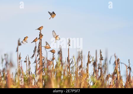 Flock of Common linnets (Linaria cannabina) Birds in flight Stock Photo