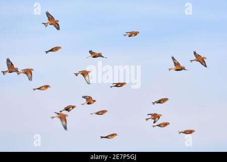 Flock of Common linnets (Linaria cannabina) Birds in flight Stock Photo