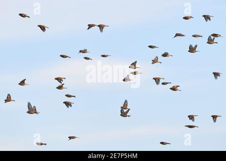 Flock of Common linnets (Linaria cannabina) Birds in flight Stock Photo