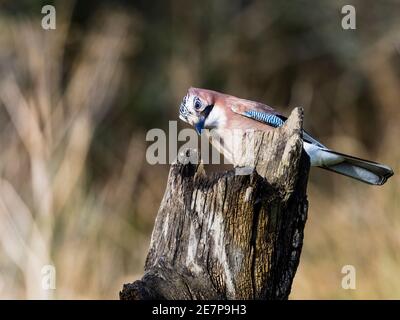 Jay foraging on a cold winters day in mid Wales Stock Photo
