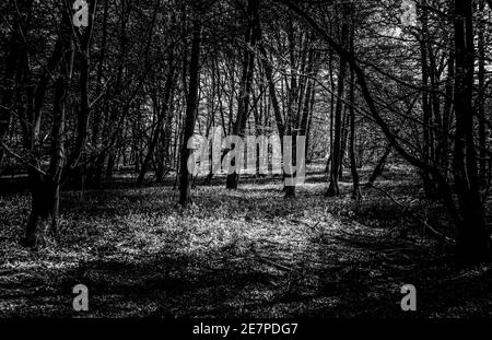 Black and White Image of Bluebell Woods with Sun Light streaming through branches creating patterns on forest floor springtime Stock Photo